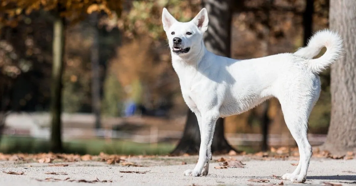 White Canaan dog standing alert outdoors with curled tail and autumn trees in the background.