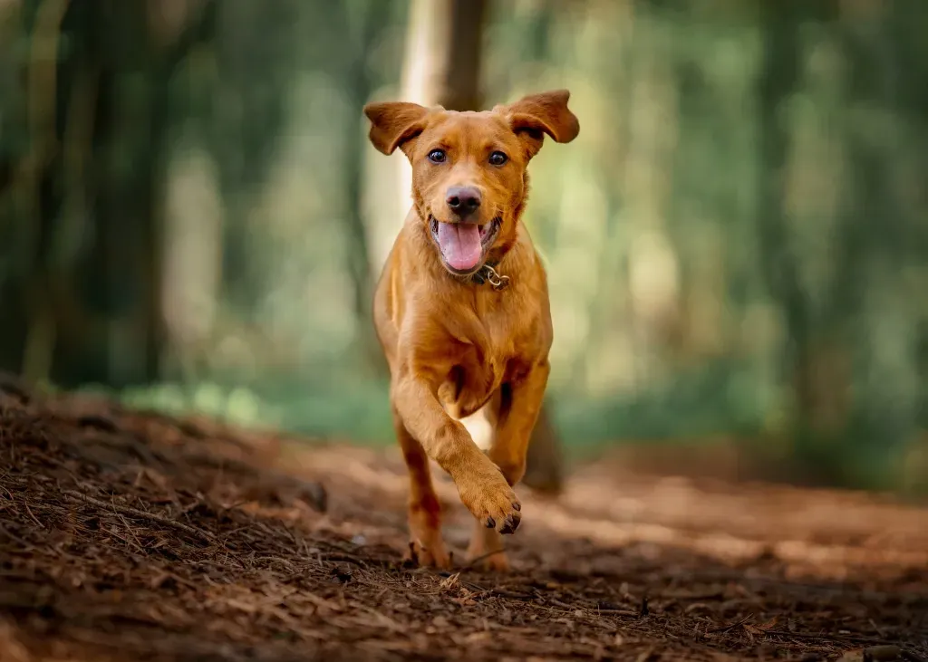 A brown Affenpoo dog running on a forest trail with blurred green trees in the background.