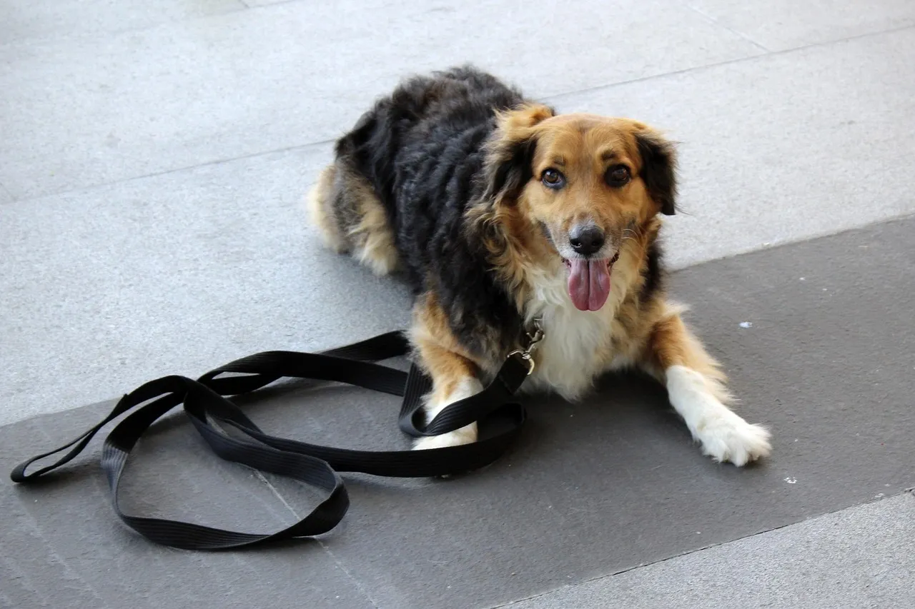 A calm, happy dog lies on the ground with a black leash attached, demonstrating obedience and trust.
