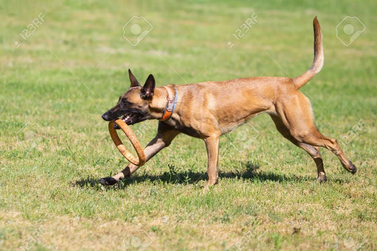 Belgian Malinois dog walking on grass while holding a ring toy in its mouth during training.