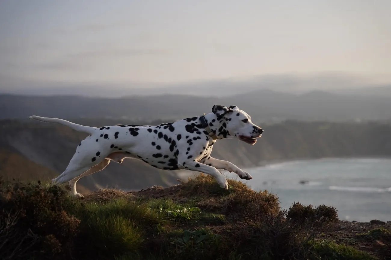 Dalmatian dog energetically leaping over grassy terrain with a coastal backdrop at sunset.