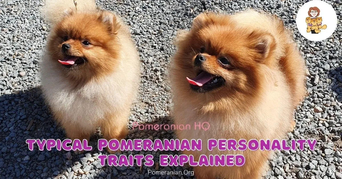 Two fluffy Pomeranian dogs standing on gravel with text about typical Pomeranian personality traits explained.