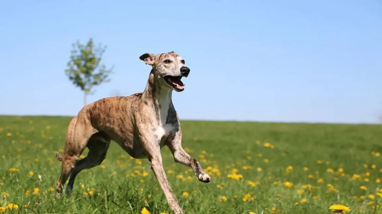 Brindle Whippet dog joyfully running through a green field dotted with yellow flowers under a clear blue sky.