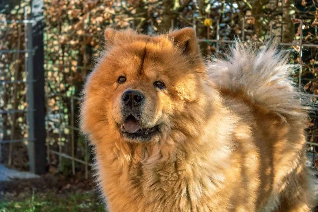 Fluffy golden-brown Chow Chow dog standing outdoors near a wire fence with sunlight on its fur.