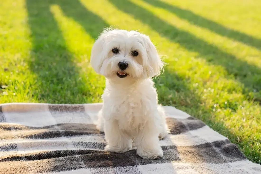 White Maltese dog sitting on a checkered blanket in a sunlit grassy area outdoors
