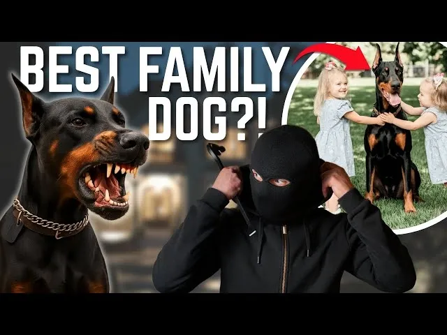 A Doberman snarling aggressively contrasts with a calm Doberman sitting with two young girls in a park setting.