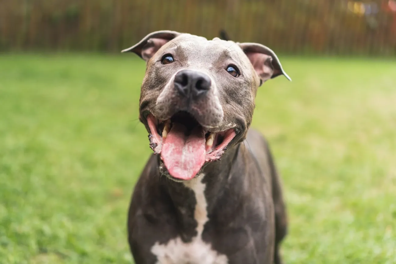 Happy American Pit Bull Terrier with tongue out sitting on green grass outdoors