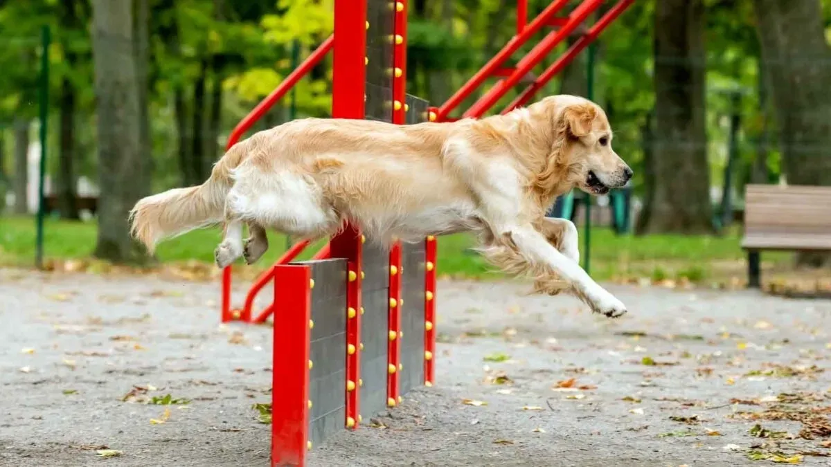 Golden Retriever mid-jump over an agility hurdle in a park with red and black training equipment.