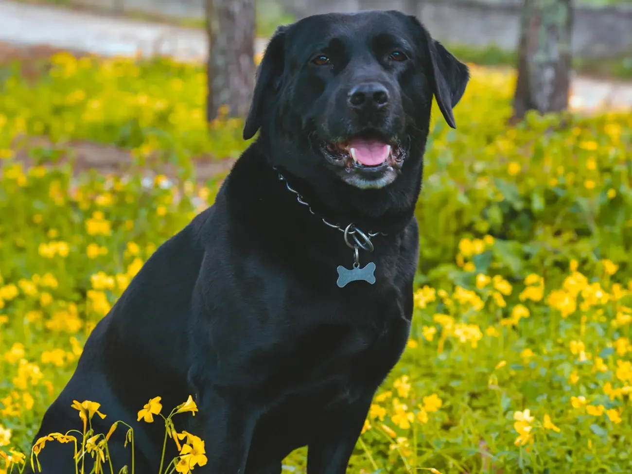 Black Afador dog sitting among vibrant yellow flowers with a bone-shaped tag on its collar