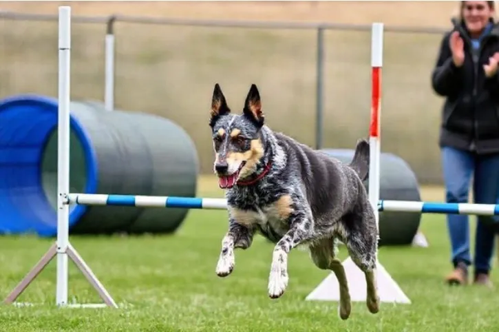 Blue Heeler dog actively jumping over an agility hurdle on a grassy field during training.