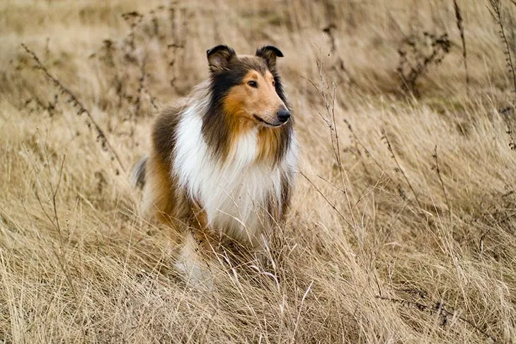 A tricolor Collie dog standing alert in a dry grassy field, showcasing its long fur and pointed ears.