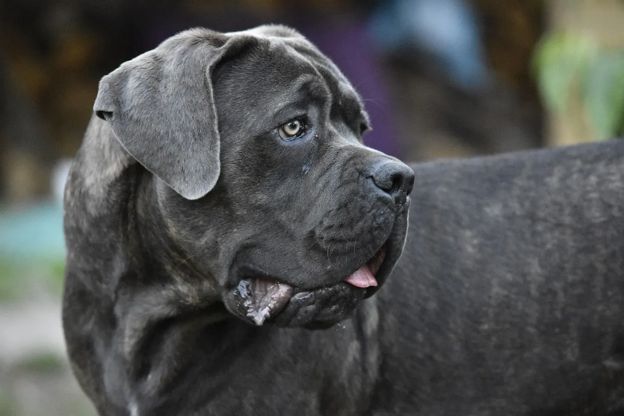 Close-up of a gray Cane Corso puppy looking to the side with its tongue slightly out outdoors.