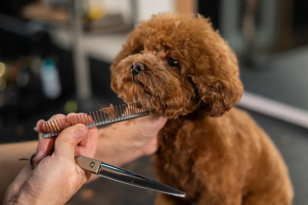 A brown poodle being groomed with scissors and a comb, showcasing a popular poodle grooming style.