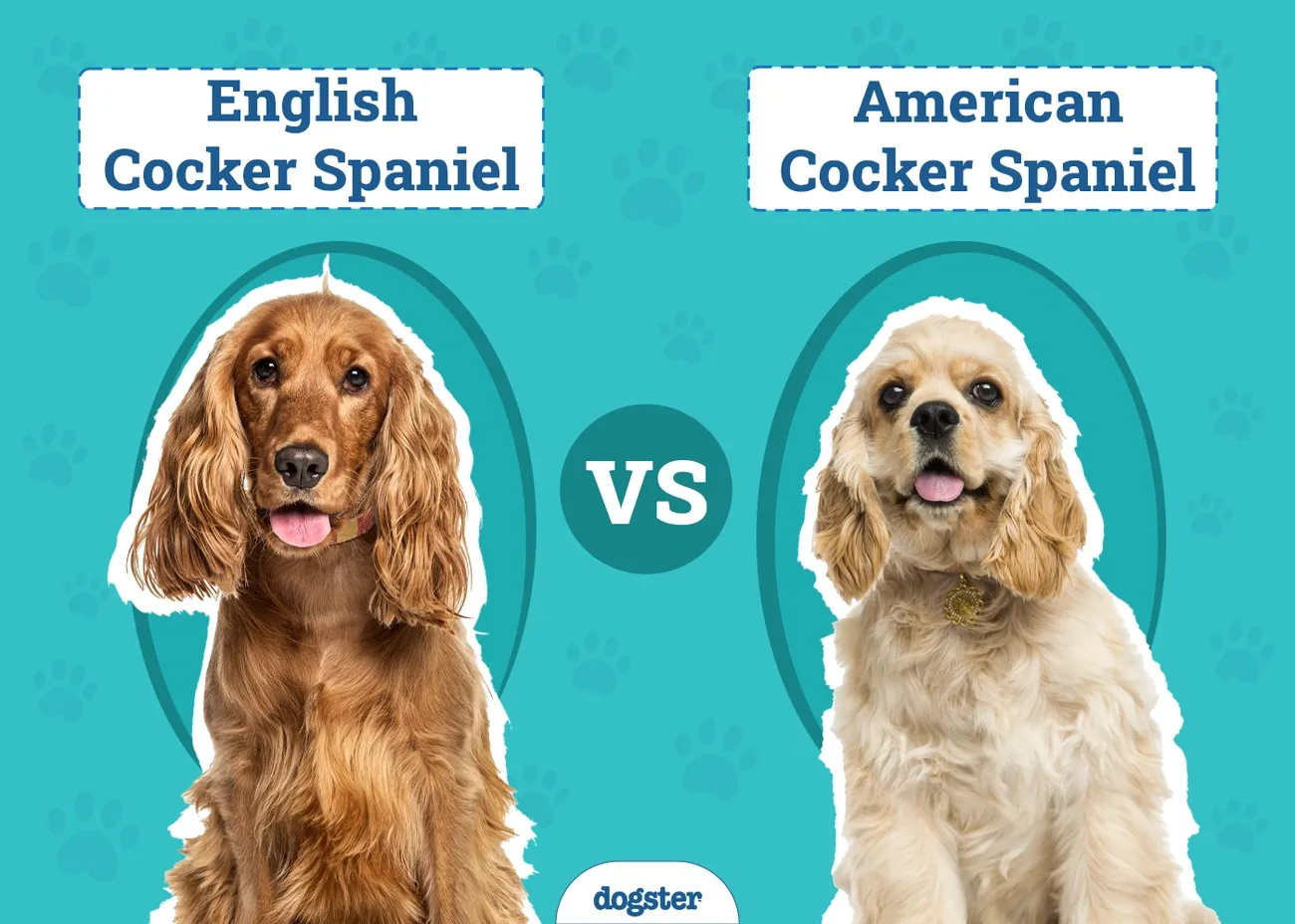 Comparison image showing an English Cocker Spaniel with a golden brown coat versus an American Cocker Spaniel with a light cream coat.