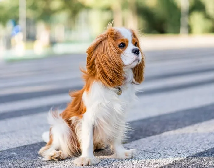 Cavalier King Charles Spaniel with chestnut and white fur sitting on a paved surface outdoors.