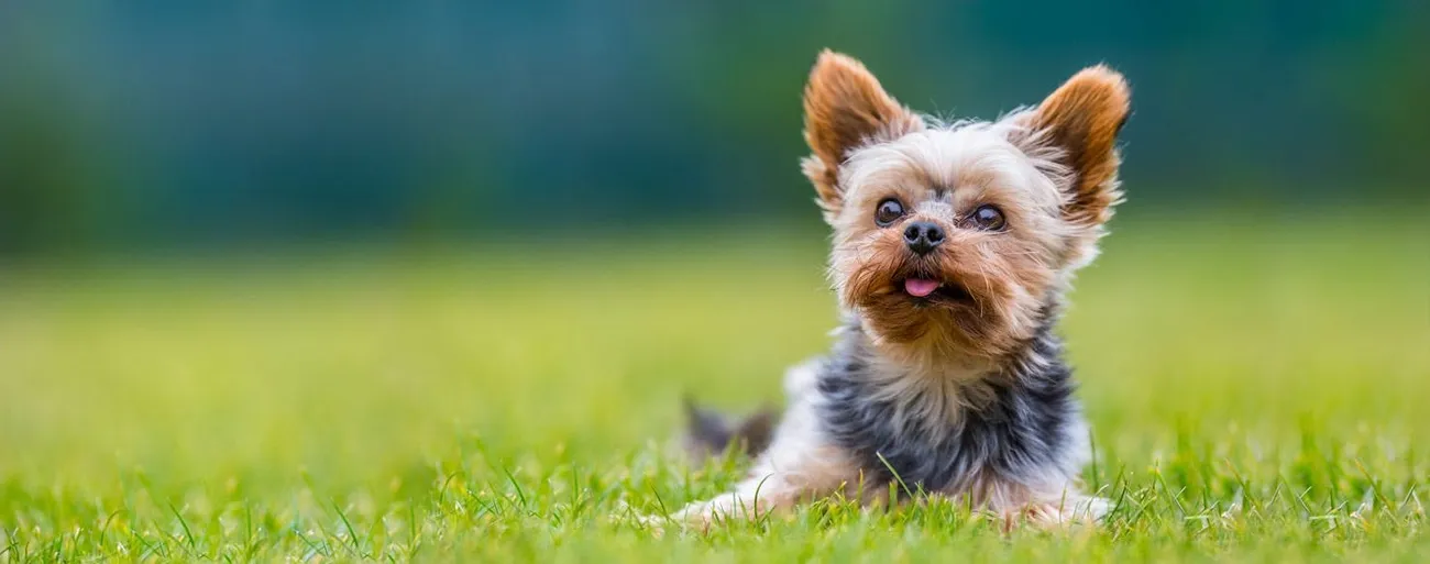 A small Yorkshire Terrier lying on grass with its tongue slightly out and ears perked up against a blurred background.