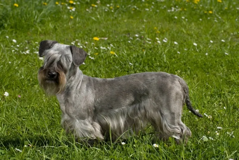 Cesky Terrier standing on a grassy field with flowers, showing its long body and distinctive coat.