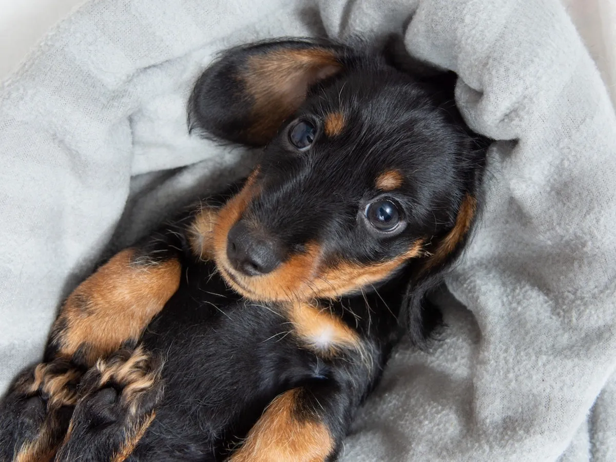 Miniature Dachshund puppy lying on its back on a soft gray blanket looking up with curious eyes.