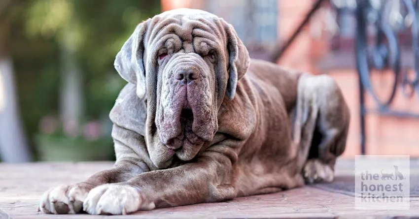 Close-up of a wrinkled Neapolitan Mastiff dog lying down outdoors with a blurred background.