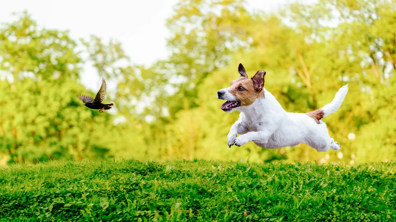 Jack Russell Terrier jumping in a grassy field chasing a flying bird, illustrating high prey drive in dog breeds.