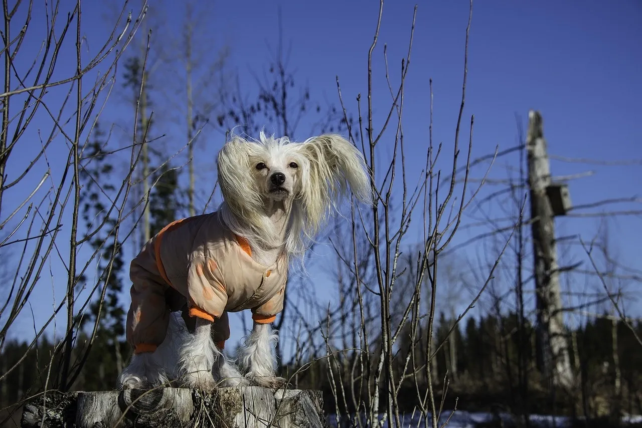 Chinese Crested dog wearing a beige and orange jacket standing on a tree stump outdoors on a clear day.