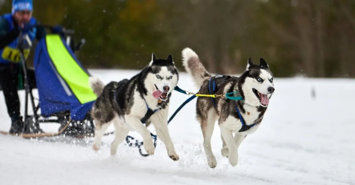 Two Siberian Huskies pulling a sled through snow with a musher in winter gear in the background.