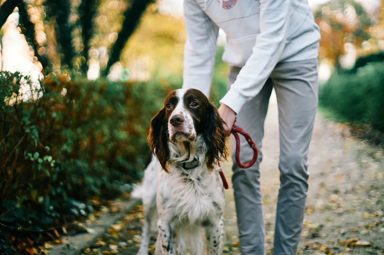 Person in gray pants holding a red leash while training a white and brown dog on a leafy outdoor path.