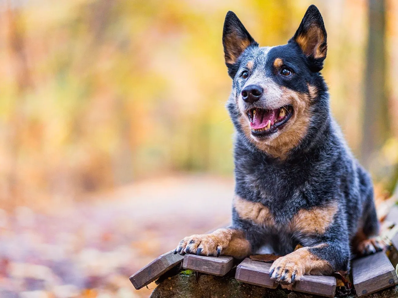Happy Australian Cattle Dog lying on wooden planks with a blurred autumn background outdoors.