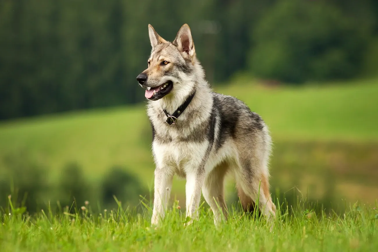 Czechoslovakian Wolfdog standing alert on grass with a blurred green forest background and a black collar.