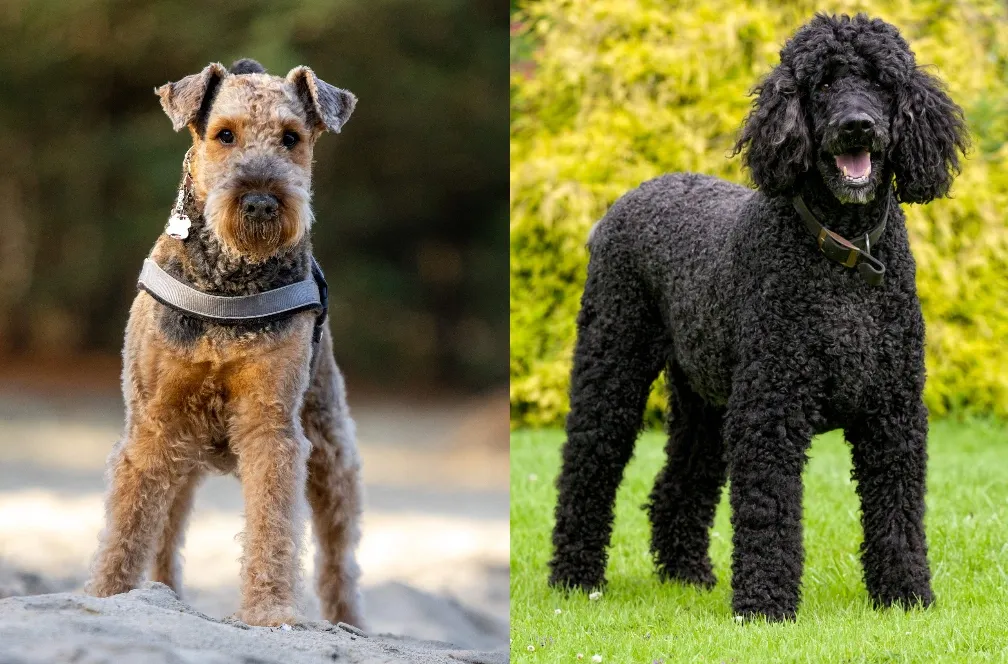 Side-by-side images of an Airedoodle dog with curly brown fur and a black curly-coated dog standing outdoors.