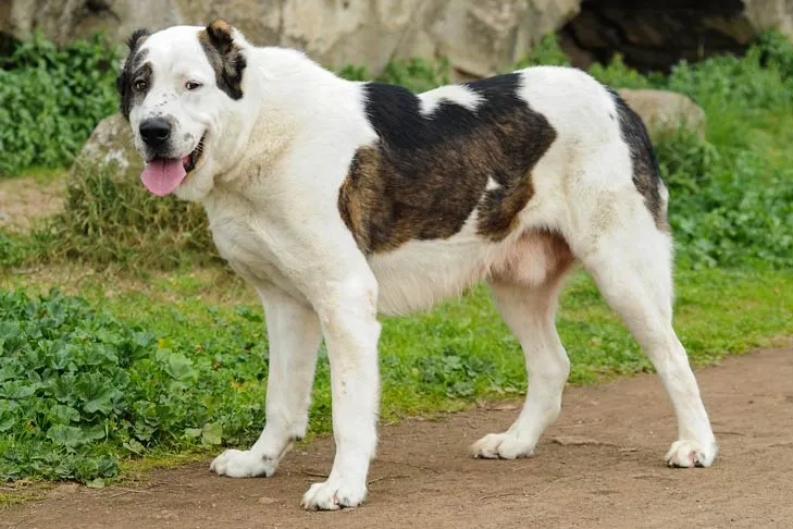Large Central Asian Shepherd Dog with white and brindle coat standing outdoors on a dirt path near greenery.