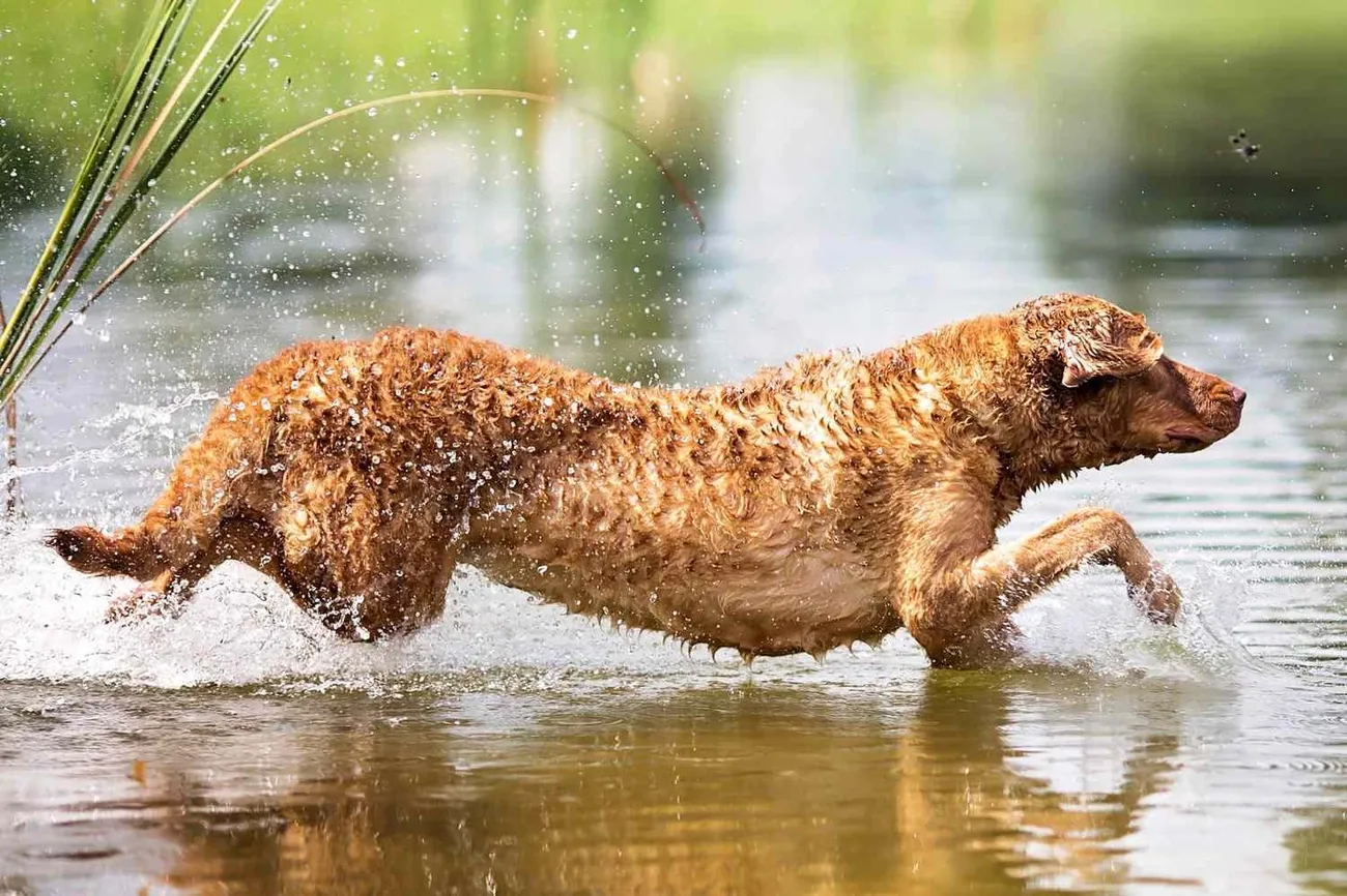 Curly-coated Chesapeake Bay Retriever dog running through shallow water with splashes around it.