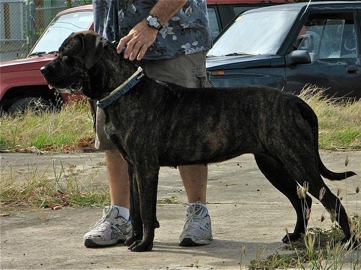 Kumaon Mastiff dog breed overview including history, temperament, training tips, and puppy images.