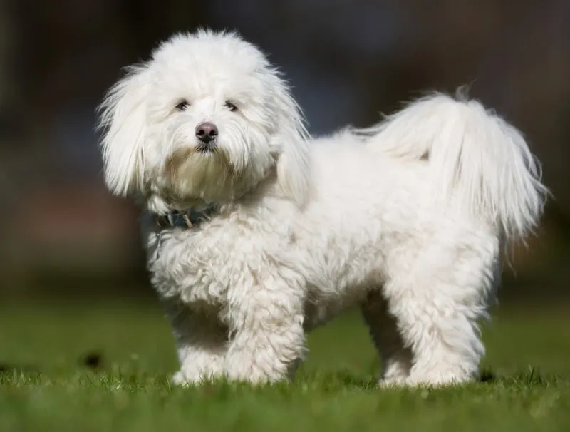 Fluffy white Coton de Tulear dog standing on grass with a blurred natural background.