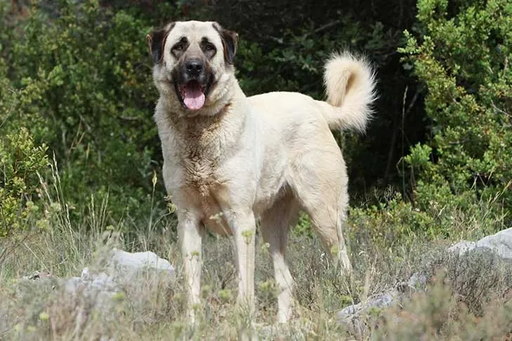 Anatolian Shepherd Dog standing outdoors in a natural grassy and rocky environment with dense greenery in the background.