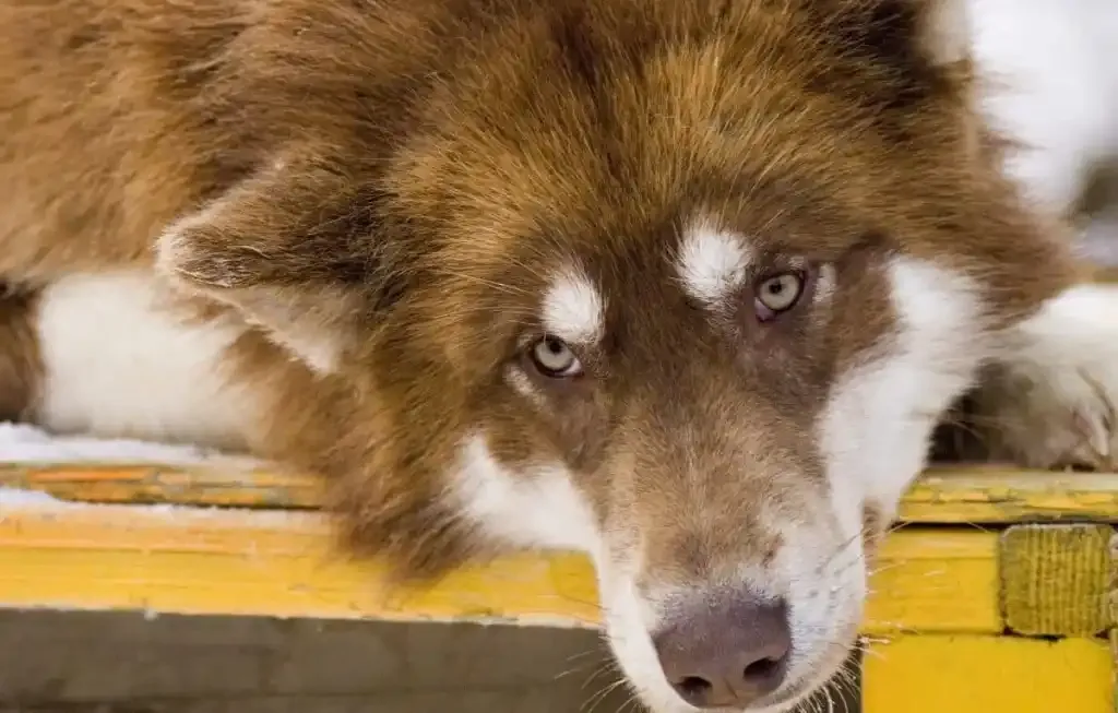 Close-up of a Canadian Eskimo Dog with thick fur and piercing light eyes resting its head on a yellow surface.