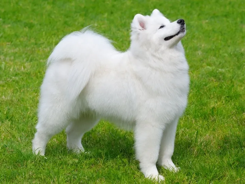 Fluffy white Samoyed dog standing on green grass looking upwards with a happy expression.