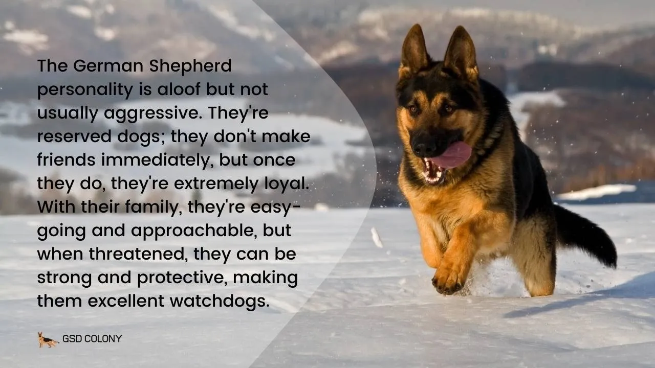 German Shepherd running in snow with text about their loyal, protective, and approachable personality traits.