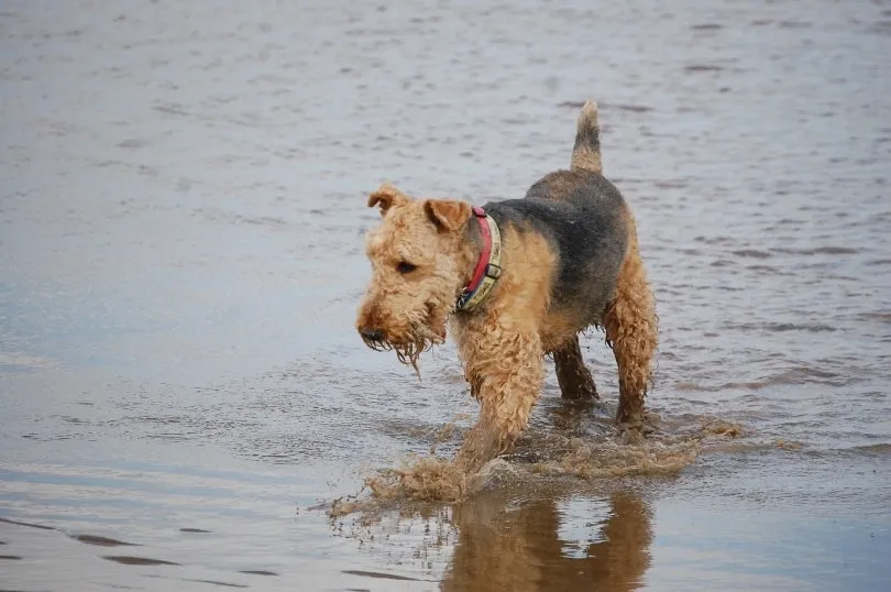 A wet Airedoodle dog with a red collar walking through shallow water, splashing as it moves forward.