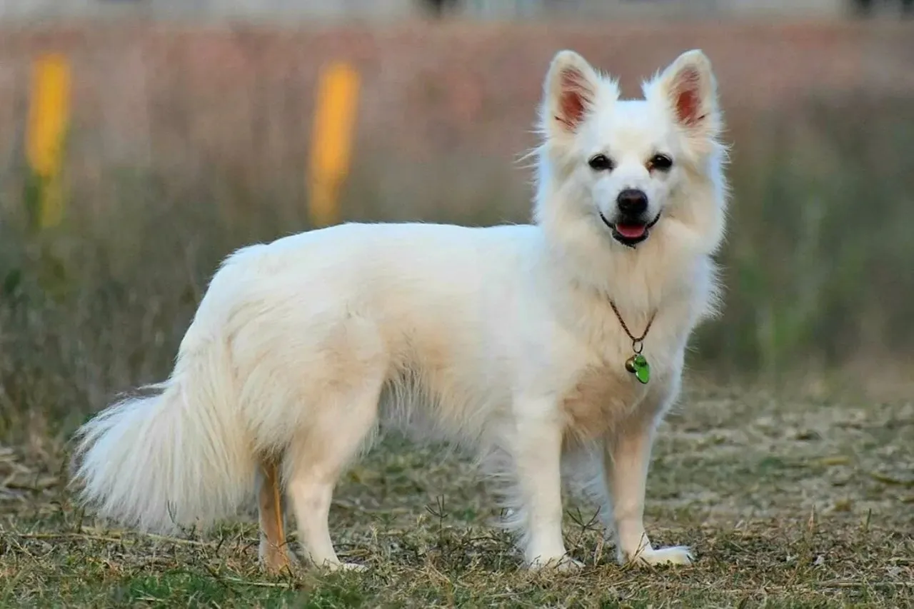 White Indian Spitz dog standing outdoors with a fluffy tail and a green pendant necklace