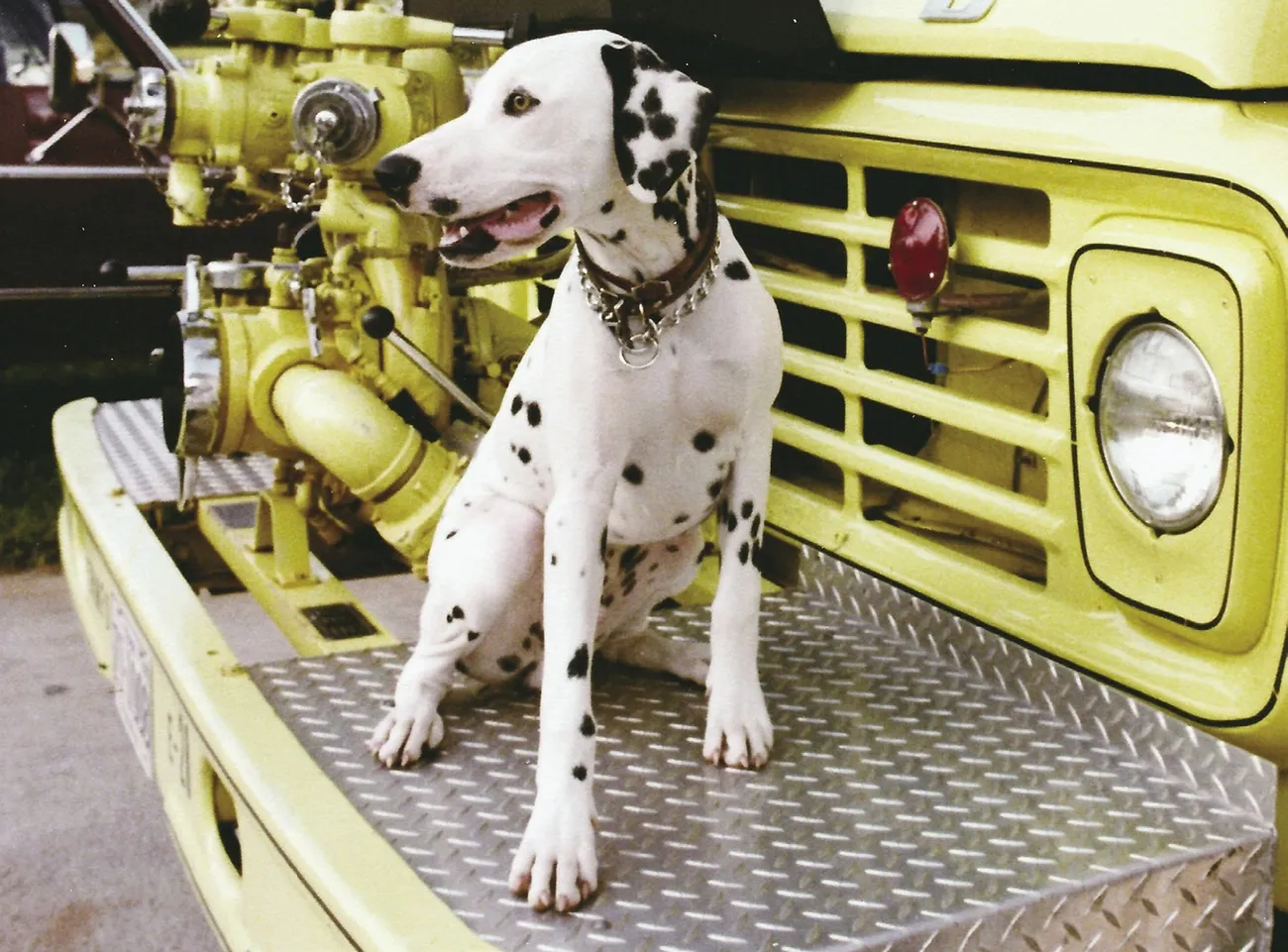 Dalmatian dog sitting on the front platform of a yellow fire truck, looking to the side.
