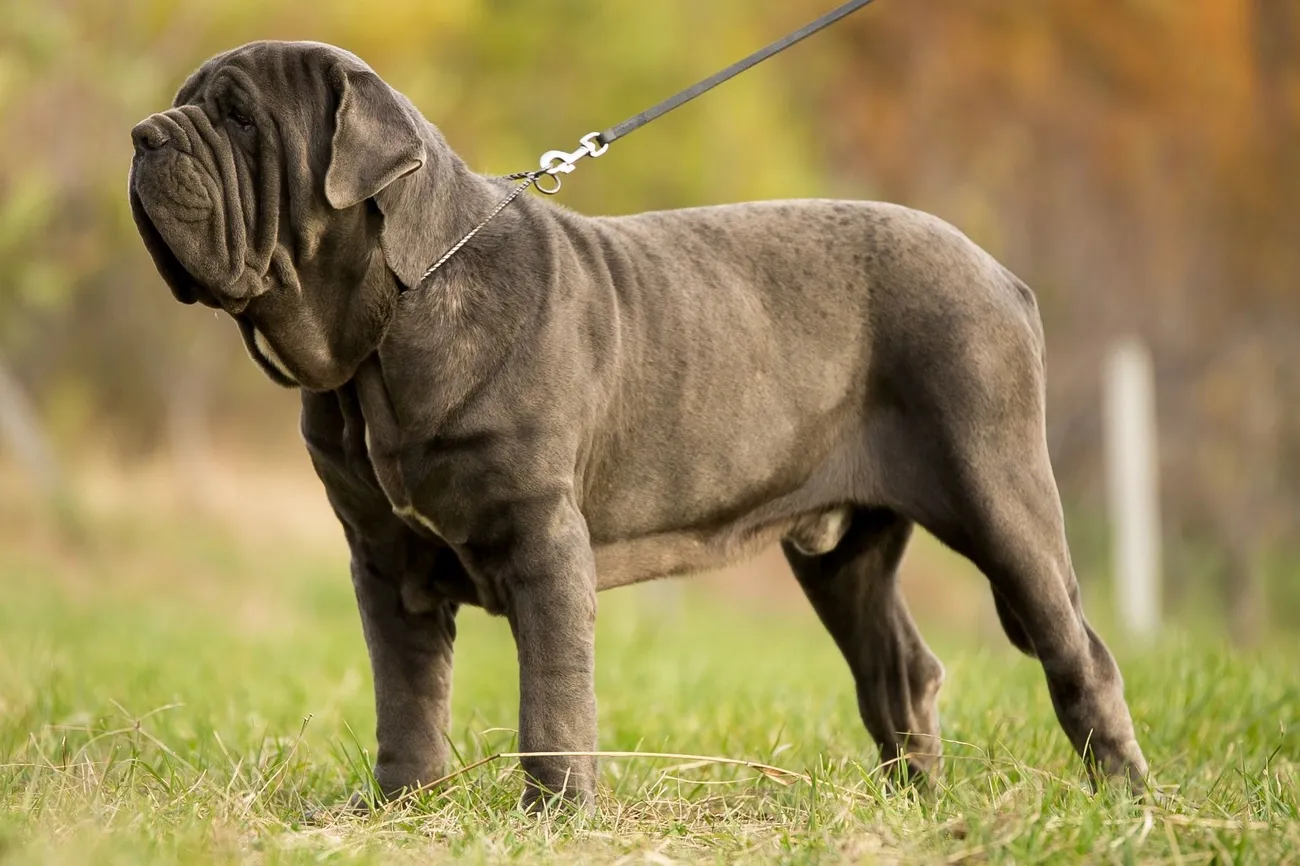 Neapolitan Mastiff standing on grass with a leash, showing its muscular body and wrinkled face in natural light.