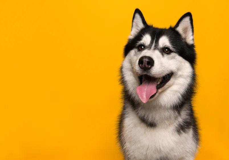 Happy Siberian Husky with black and white fur and tongue out against a bright yellow background