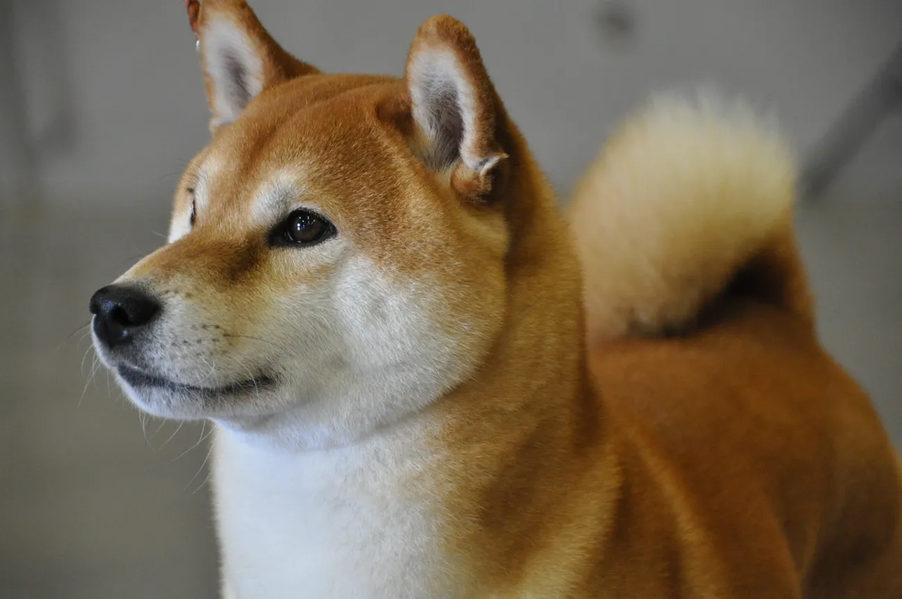 Close-up of a Shiba Inu dog with a curled tail and alert expression against a neutral background.