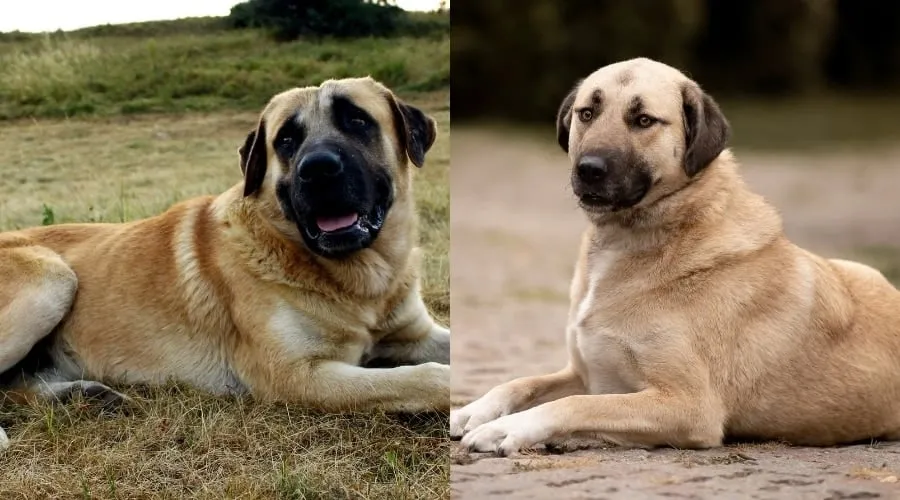 Side-by-side image of an Anatolian Shepherd and a Kangal dog lying down outdoors.