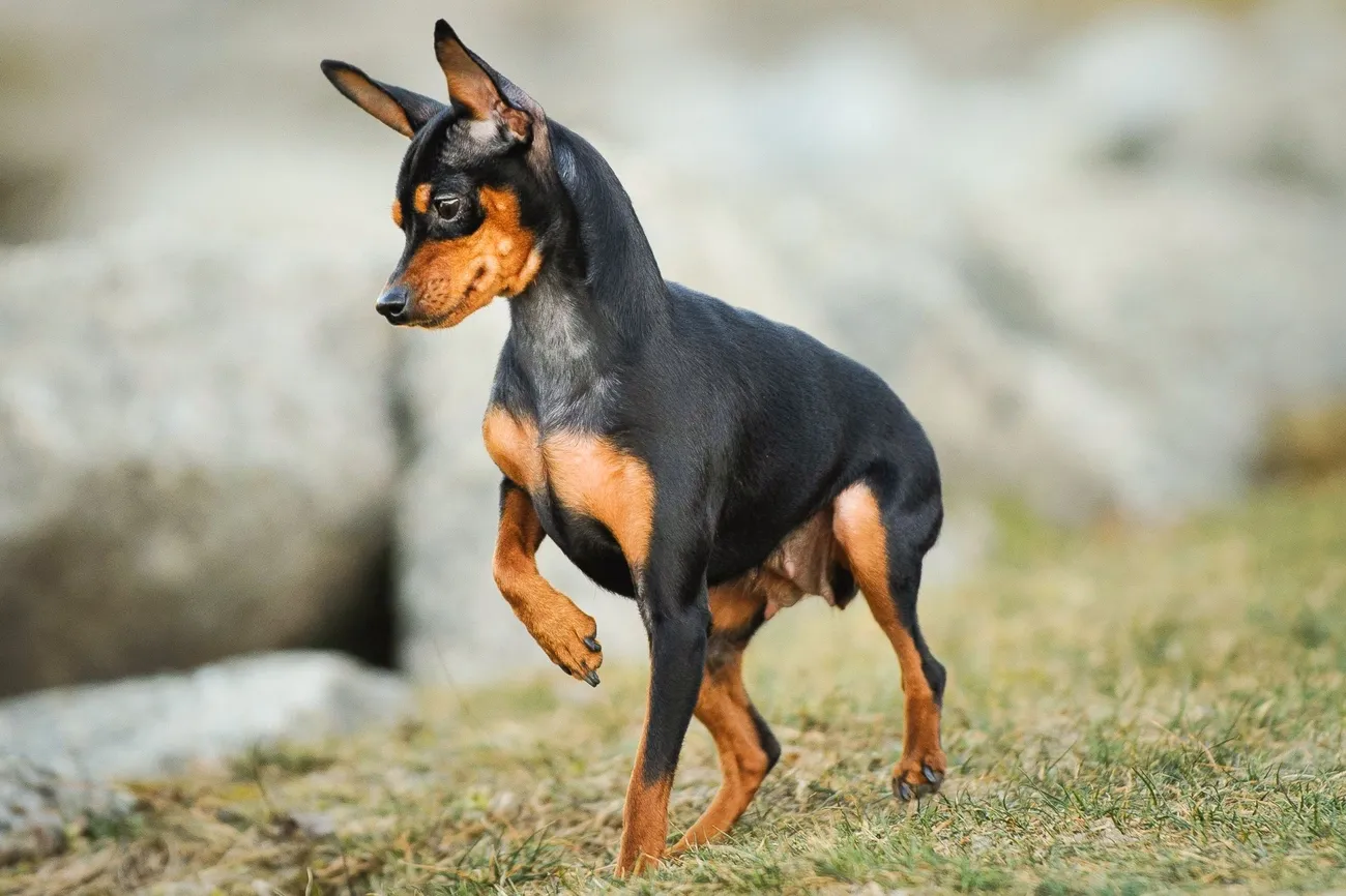 Miniature Pinscher dog with black and tan coat walking on grass with rocks in the background.