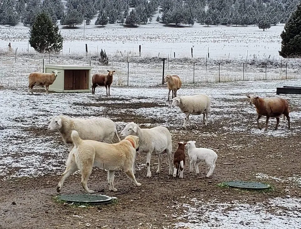Central Asian shepherd dog interacts with sheep and lambs in a snowy fenced pasture surrounded by pine trees.