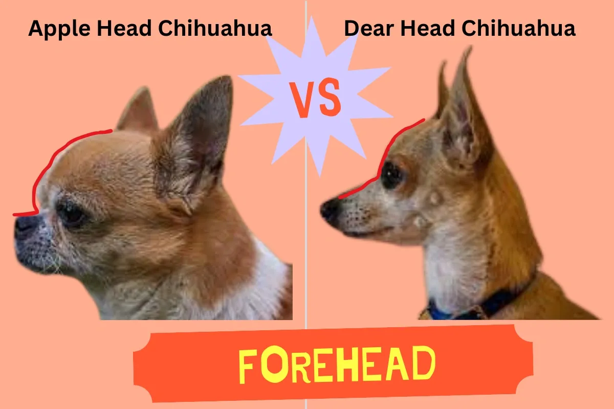 Side-by-side comparison of apple head vs deer head Chihuahua showing differences in forehead shape and profile.