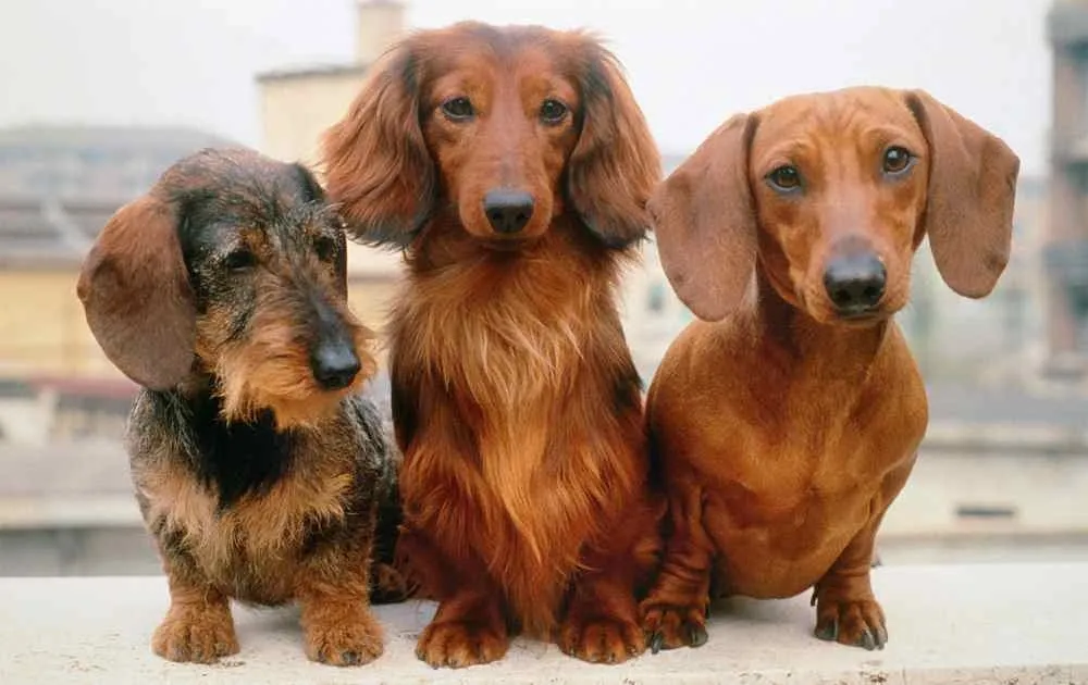 Three dachshunds showcasing different coat types: wirehaired, longhaired, and smooth-haired sitting side by side outdoors.