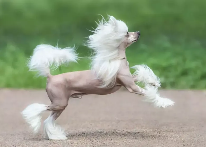 Hairless Chinese Crested dog with flowing white fur leaps on a path with a green blurred background.